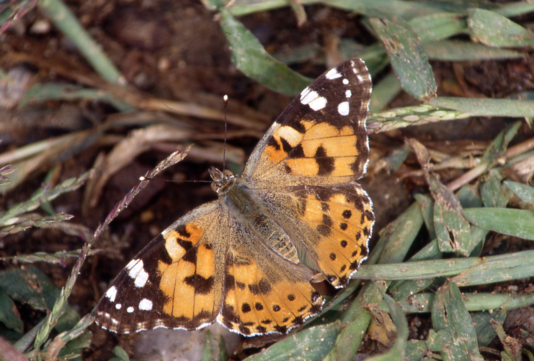 Painted lady - average condition