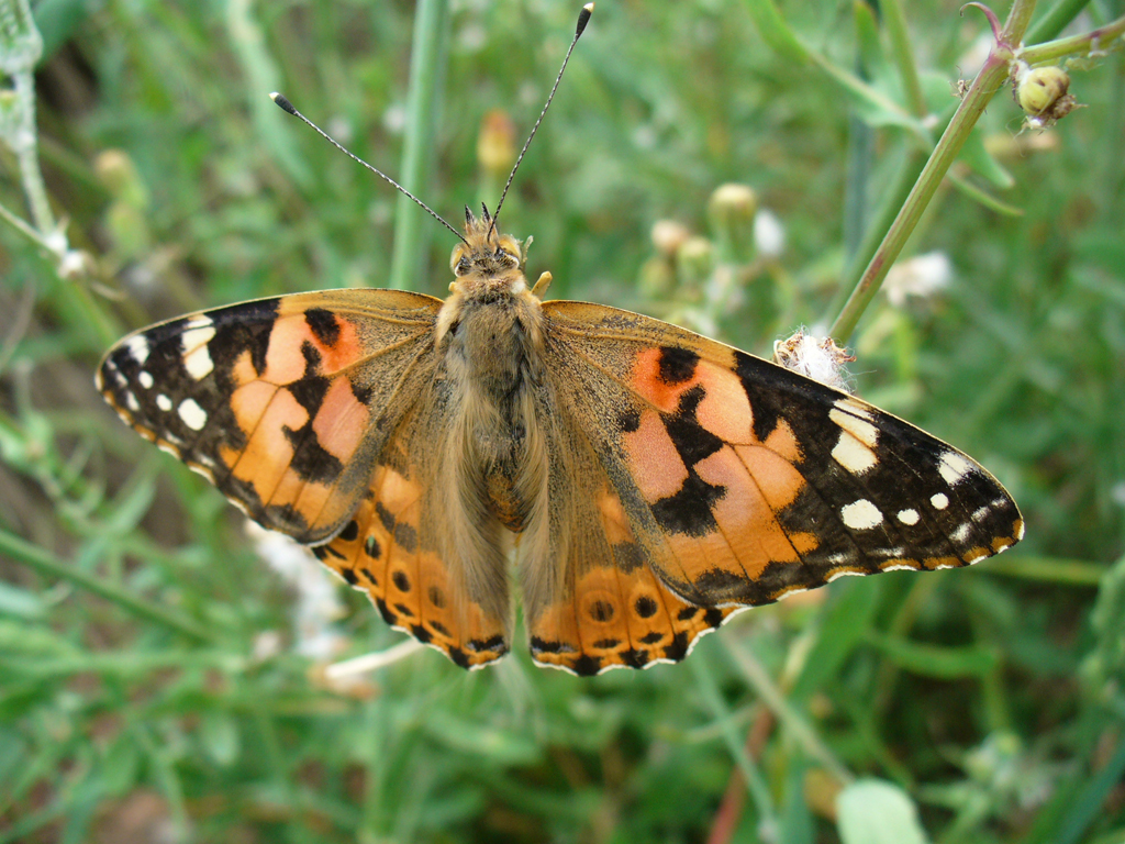 Painted lady - fresh condition