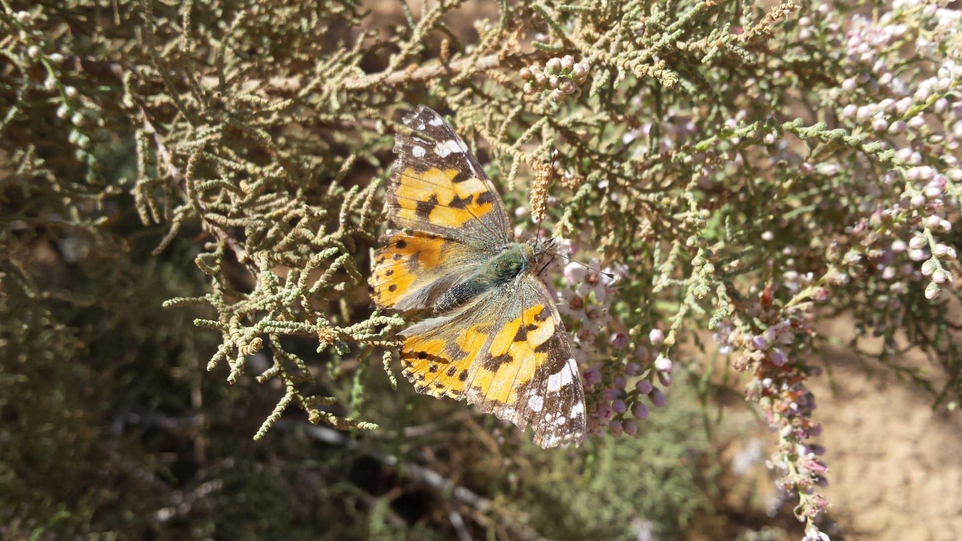 Painted lady - worn condition