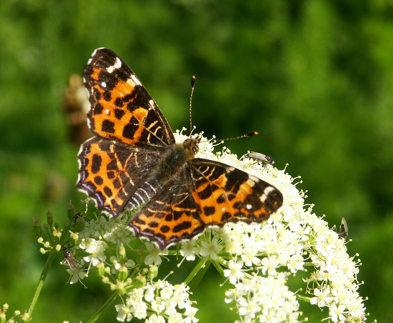 Araschnia levana ebms