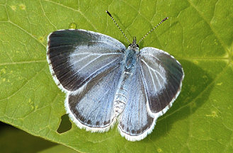 Celastrina argiolus