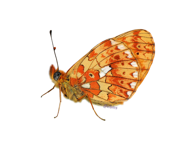 boloria