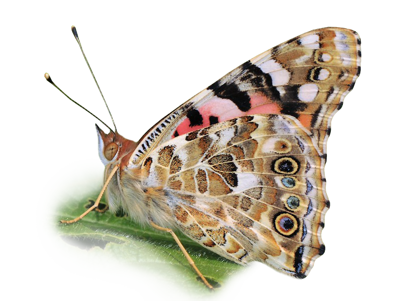 vanessa cardui