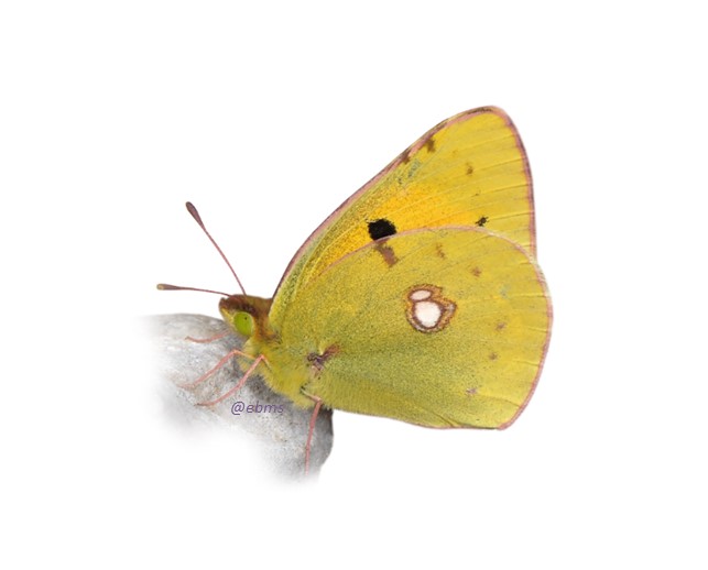 colias