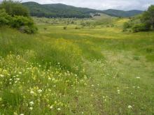 Hay meadow, Greece